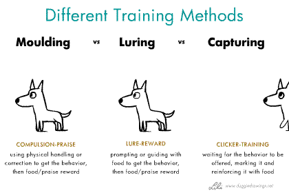 Sneak peek: Cyberdog Online (clicker training course ...