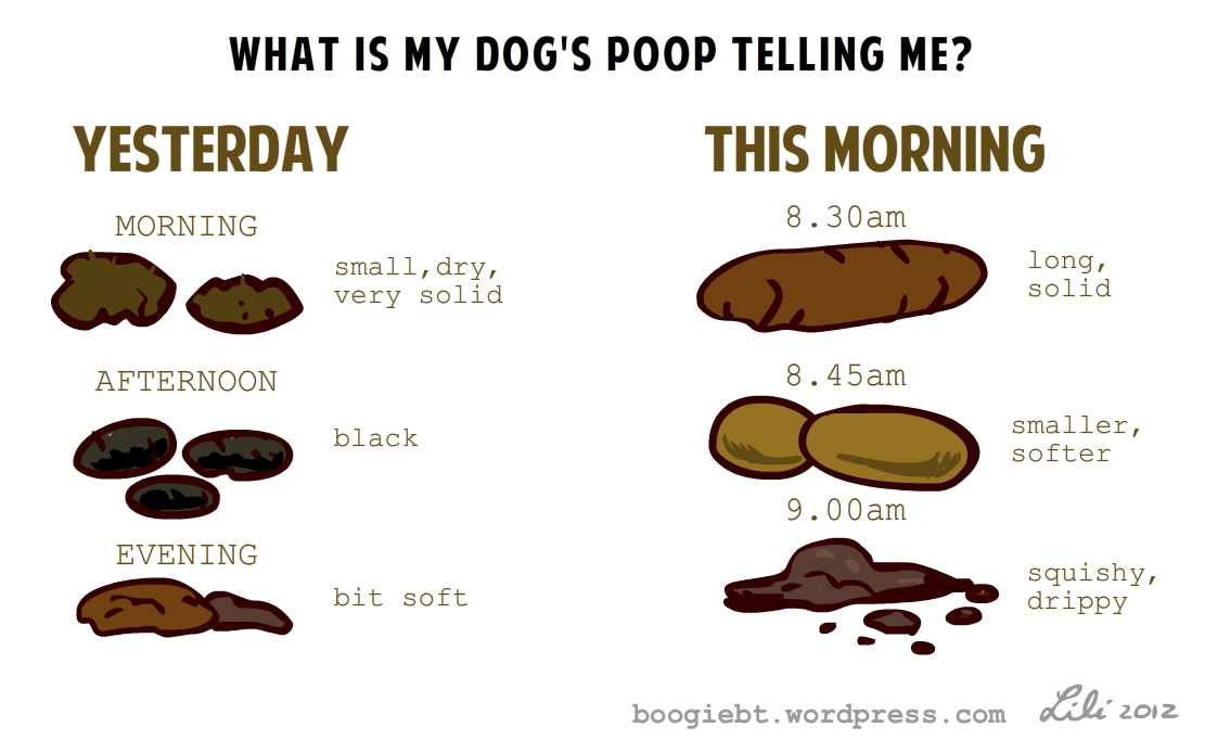 my dog has hard poop
